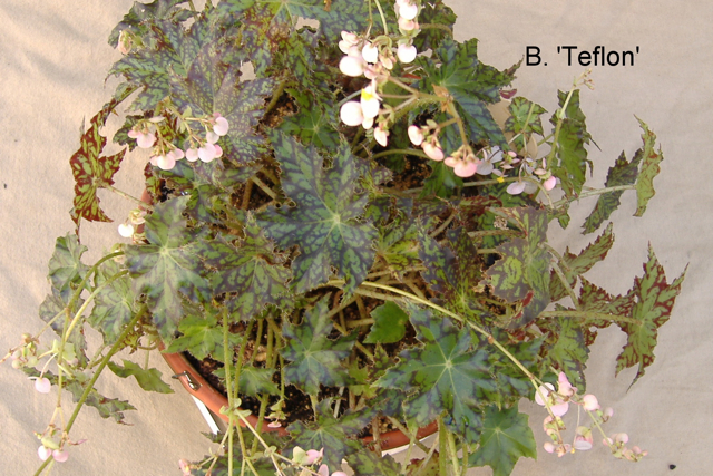 B. ‘Teflon’
